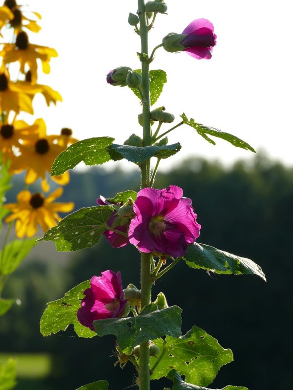 Alcea rosea 'Radiant Rose' - Stockrose