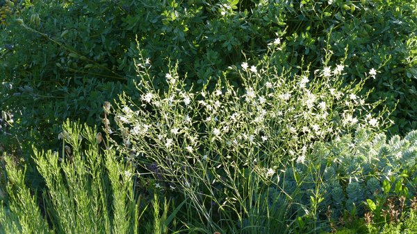 Anthericum ramosum - Ästige Graslilie