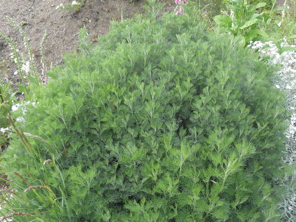 Artemisia abrotanum 'Coca Cola'- Cola-Strauch