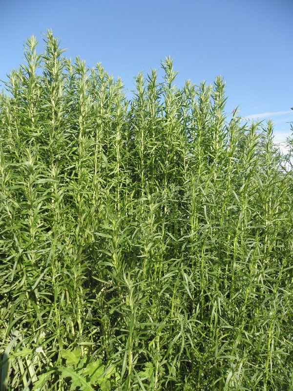 Artemisia dracunculus var. sativa - Französischer Estragon