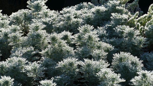 Artemisia schmidtiana 'Nana' - Polster-Silberraute