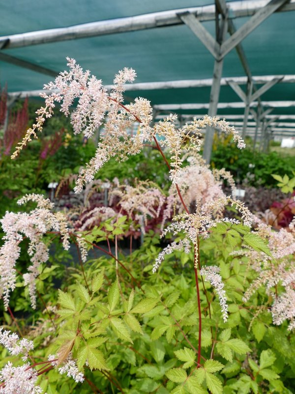 Astilbe thunbergii 'Betsy Cuperus' - Thunbergs Spiere