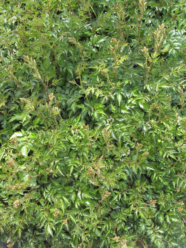 Astilbe simplicifolia 'Henny Graafland' - Pracht-Spiere
