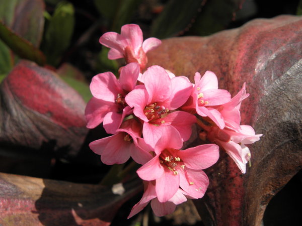 Bergenia cordifolia 'Pink Dragonfly' - Herzblatt-Bergenie