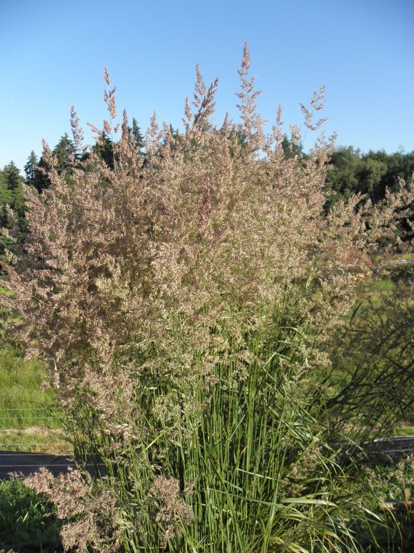 Calamagrostis x acutiflora 'Karl Foerster' - Reitgras