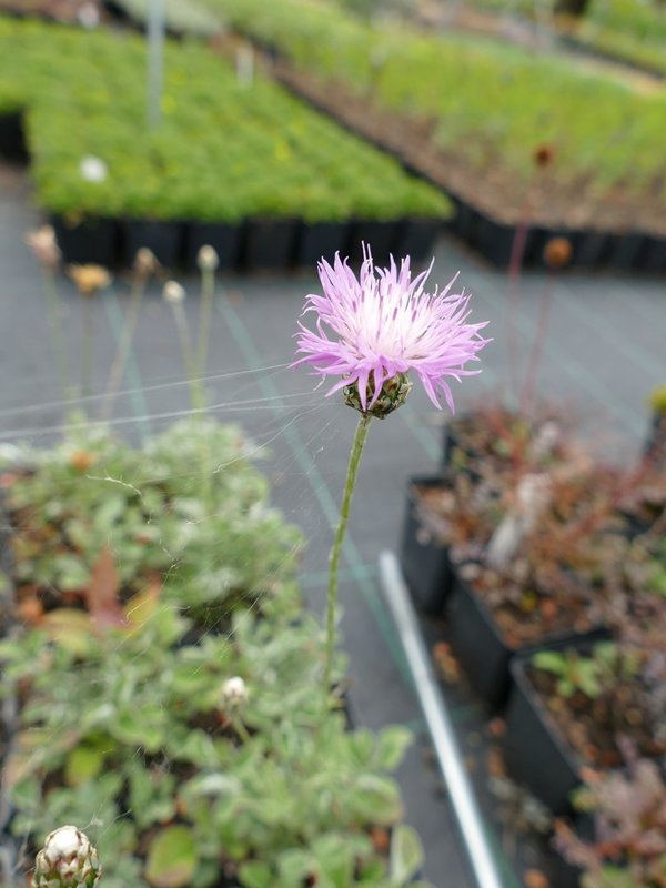 Centaurea bella - Silber-Flockenblume