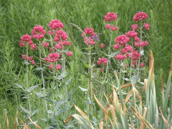 Centranthus ruber 'Rosenrot' - Spornblume