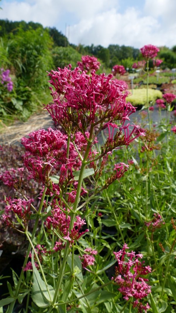 Centranthus ruber 'Rosenrot' - Spornblume