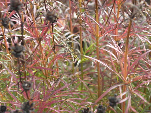 Coreopsis verticillata 'Grandiflora' - Quirlblättriges Schönauge