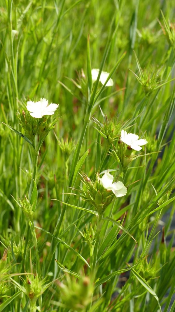 Dianthus knappii - Schwefel-Nelke