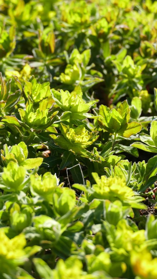 Euphorbia polychroma - Gold-Wolfsmilch