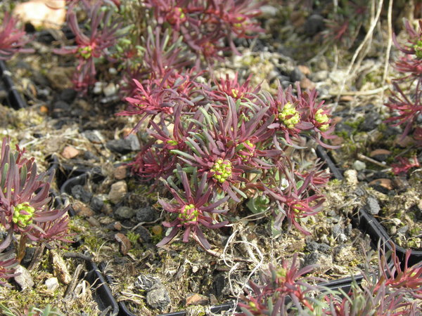 Euphorbia cyparissias 'Fens Ruby' - Zypressen-Wolfsmilch