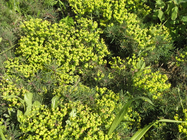 Euphorbia cyparissias 'Fens Ruby' - Zypressen-Wolfsmilch
