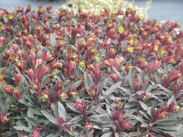Euphorbia amygdaloides 'Purpurea' - Mandelblättrige Wolfsmilch