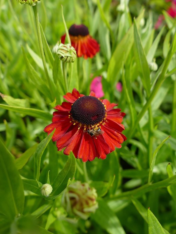 Helenium 'Red Jewel' - Garten-Sonnenbraut