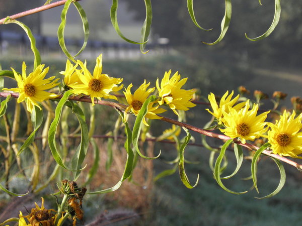 Helianthus x kellermannii - Stauden-Sonnenblume