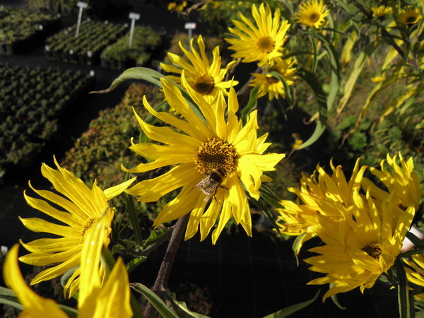 Helianthus x kellermannii - Stauden-Sonnenblume