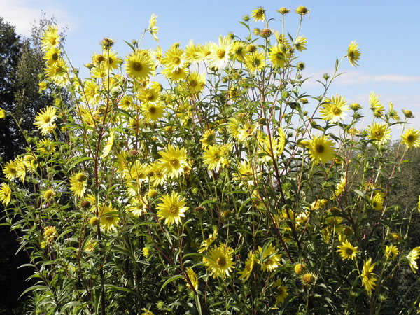 Helianthus 'Simon Wiesenthal' - Stauden-Sonnenblume