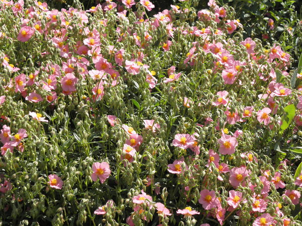 Helianthemum 'Lawrensons Pink' - Sonnenröschen