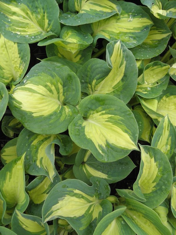 Hosta 'Great Expectations' - Funkie