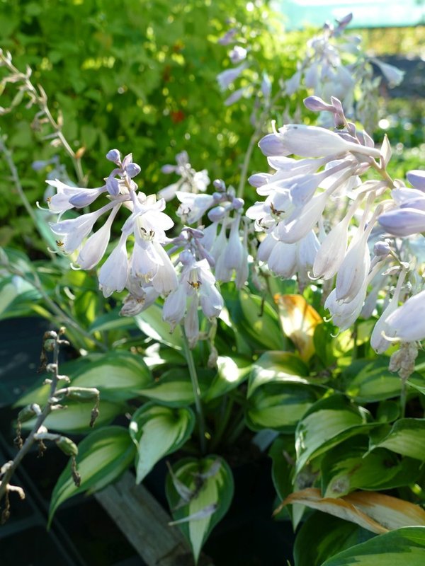 Hosta 'Touch of Class' - Funkie