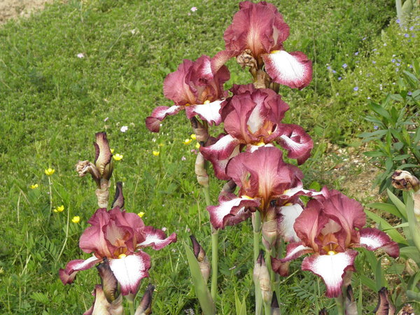 Iris barbata-elatior 'Crinoline' - Hohe Schwertlilie