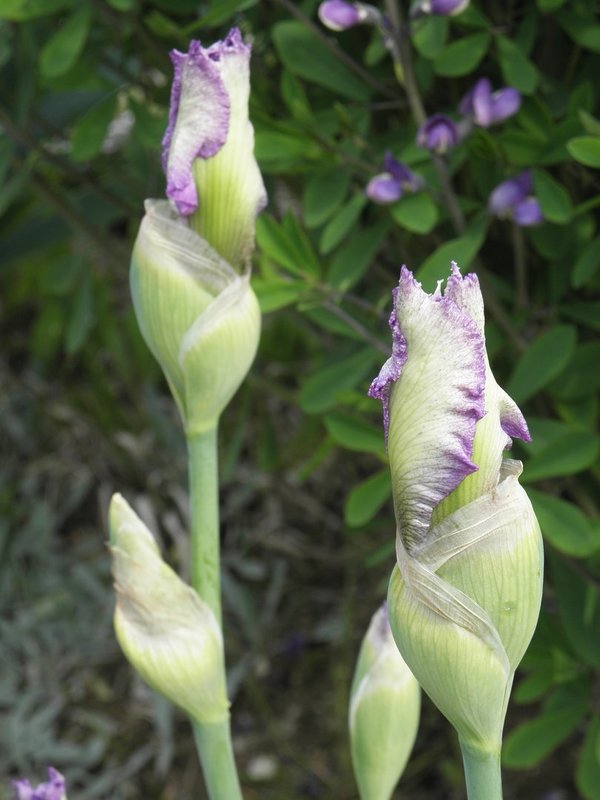 Iris barbata-elatior 'Rippling Rose' - Hohe Schwertlilie