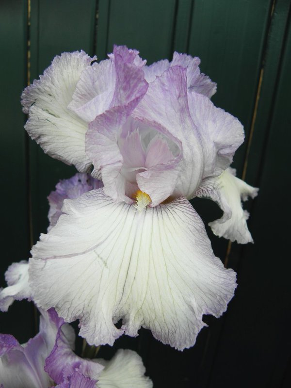 Iris barbata-elatior 'Rippling Rose' - Hohe Schwertlilie