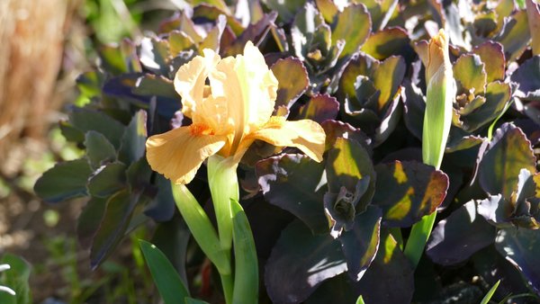 Iris barbata-nana 'Orange Tiger' - Zwerg-Schwertlilie