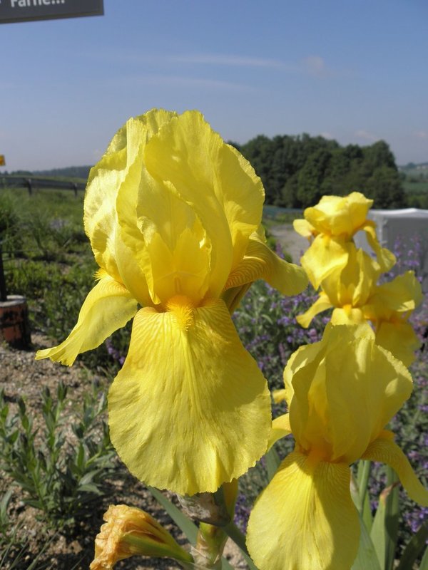 Iris barbata-elatior - gelb - - Hohe Schwertlilie