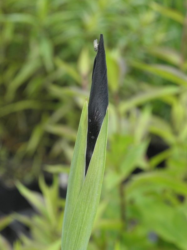 Iris chrysographes 'Black Form' - Schwarze Schwertlilie