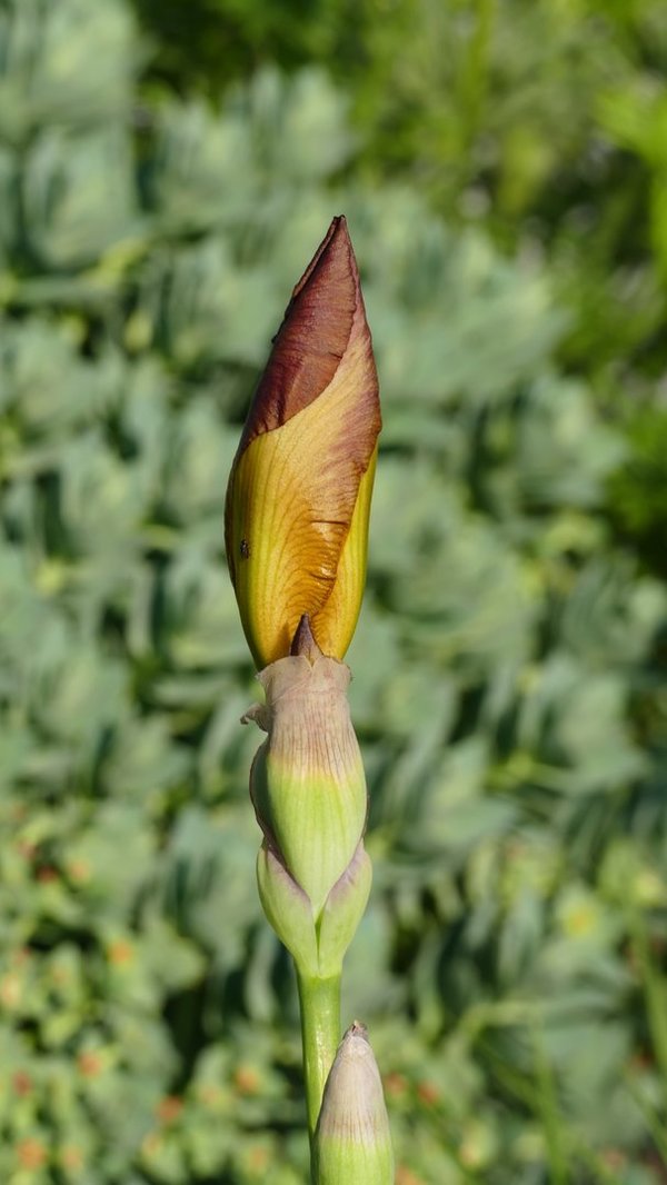 Iris barbata-elatior 'Cognac' - Hohe Schwertlilie