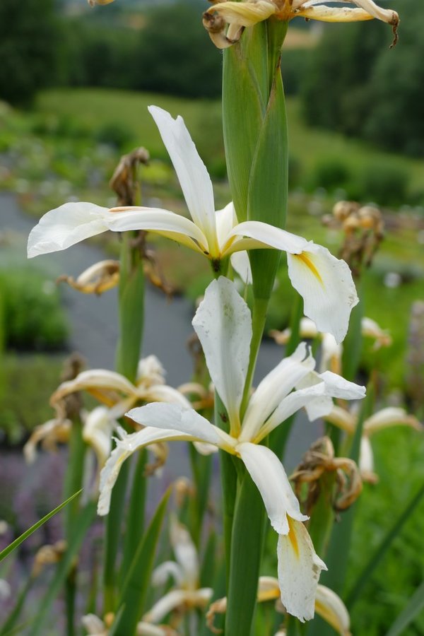 Iris x orientalis 'Frigia' - Steppen-Iris