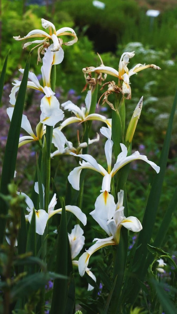 Iris x orientalis 'Frigia' - Steppen-Iris