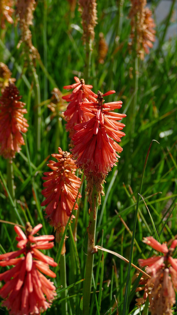 Kniphofia 'Redhot Popsicle' - Fackellilie