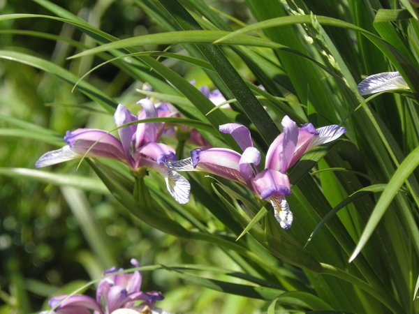 Iris graminea - Pflaumen-Iris
