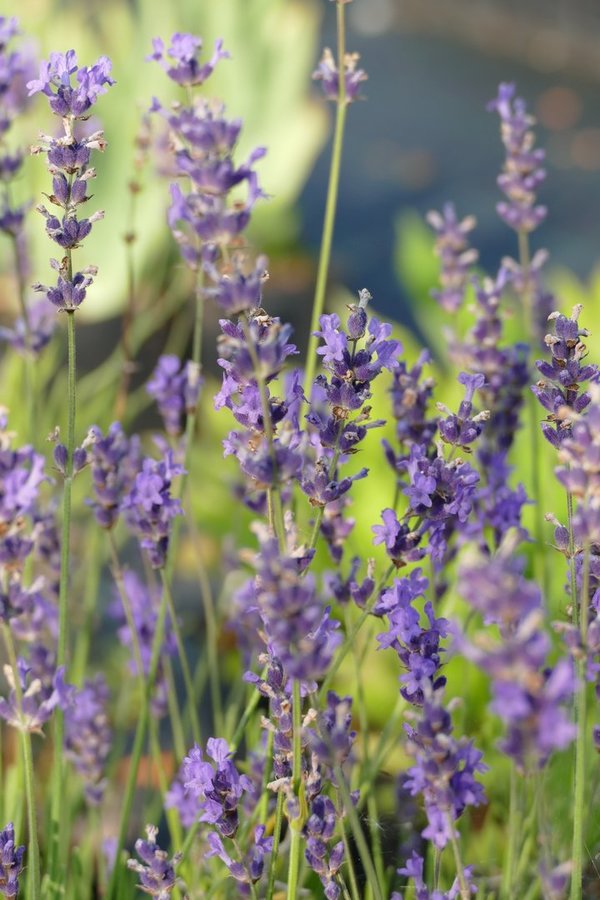 Lavandula angustifolia 'Siesta' - Echter Lavendel