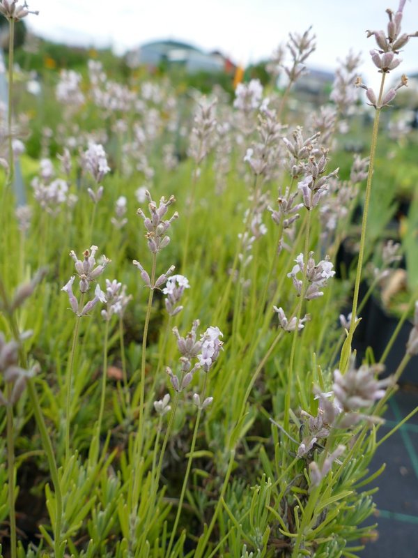 Lavandula angustifolia 'Rosea' - Echter Lavendel