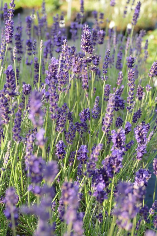 Lavandula angustifolia 'Hidcote Blue' - Echter Lavendel