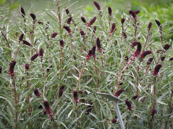 Lysimachia atropurpurea - Purpur-Felberich