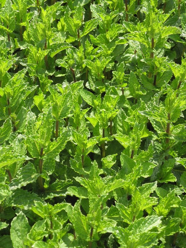 Mentha spicata var. crispa 'Nane' - Türkische-Minze