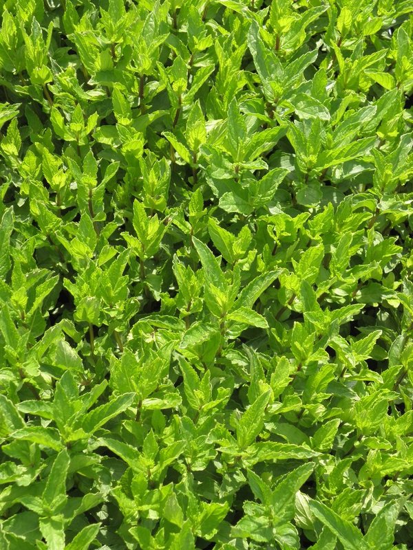 Mentha spicata var. crispa 'Nana' - Minze