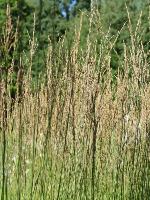 Molinia caerulea 'Heidebraut' - Moor-Pfeifengras