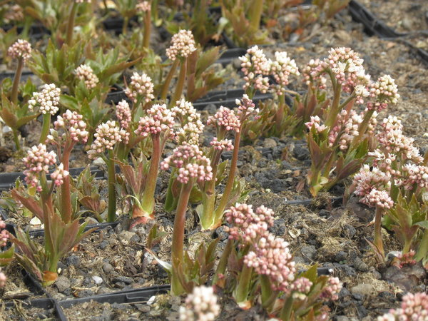 Mukdenia rossii 'Karasuba' - Ahornblatt