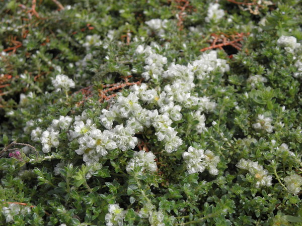 Paronychia kapela ssp. serpyllifolia - Thymianblättrige Mauermiere