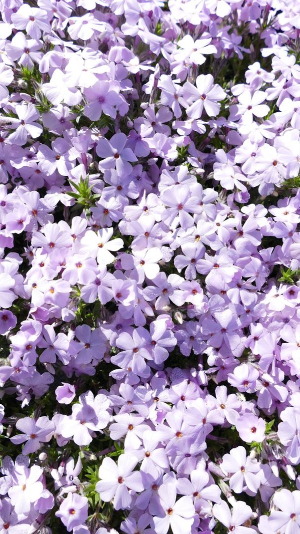 Phlox douglasii 'Lilac Cloud' - Teppich-Phlox