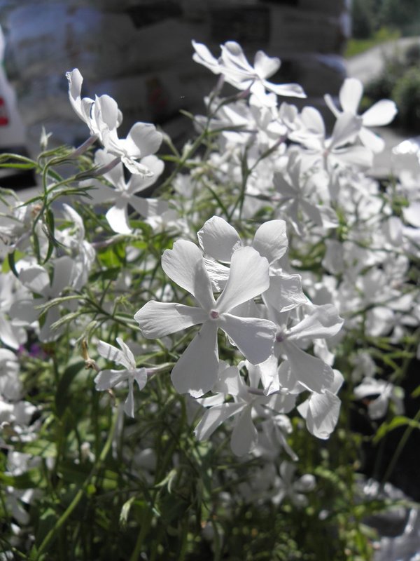 Phlox divaricata 'White Perfume' - Wald-Flammenblume