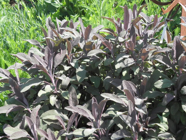 Salvia officinalis 'Purpurascens' - Echter Salbei