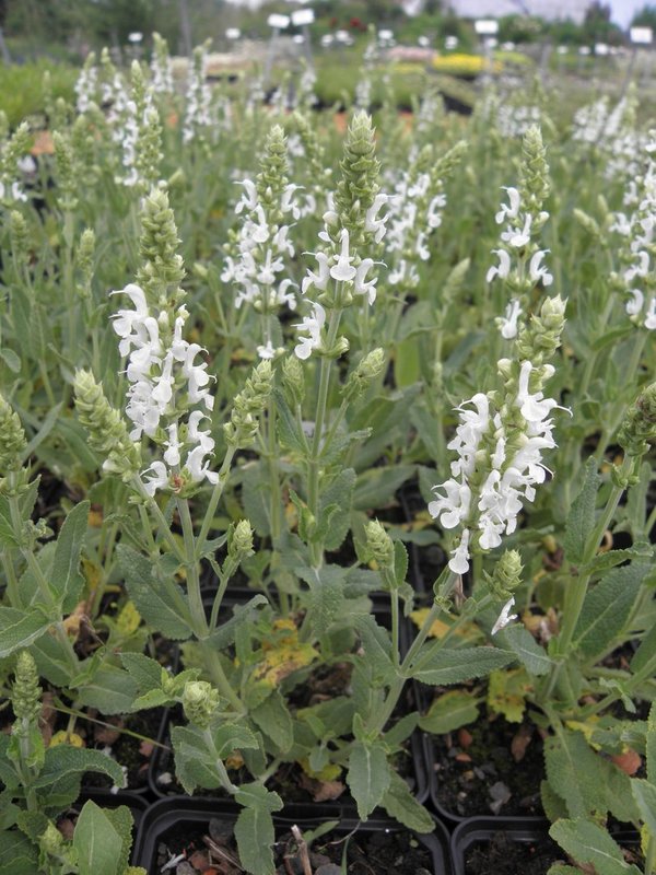 Salvia nemorosa 'Adrian' - Steppen-Salbei