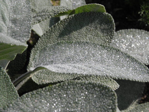 Salvia officinalis 'Berggarten' - Echter Salbei
